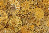 Composite Plate Of Agatized Ammonite Fossils #280973-1